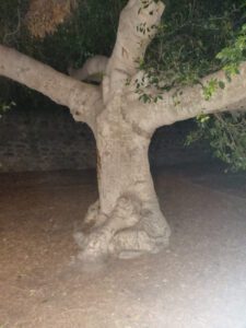 עץ